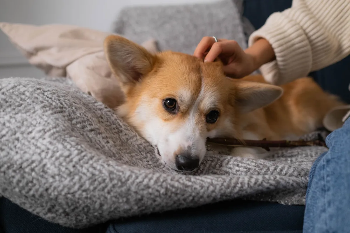 A cute Corgi puppy enjoys being petted while resting on a comfortable sofa indoors.